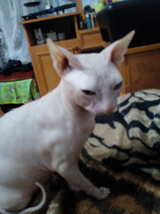 Котик  всегда готов и рад встречи .