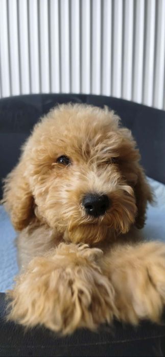 Apricot płowy goldendoodle samiec biszkoptowy badania genetyczne