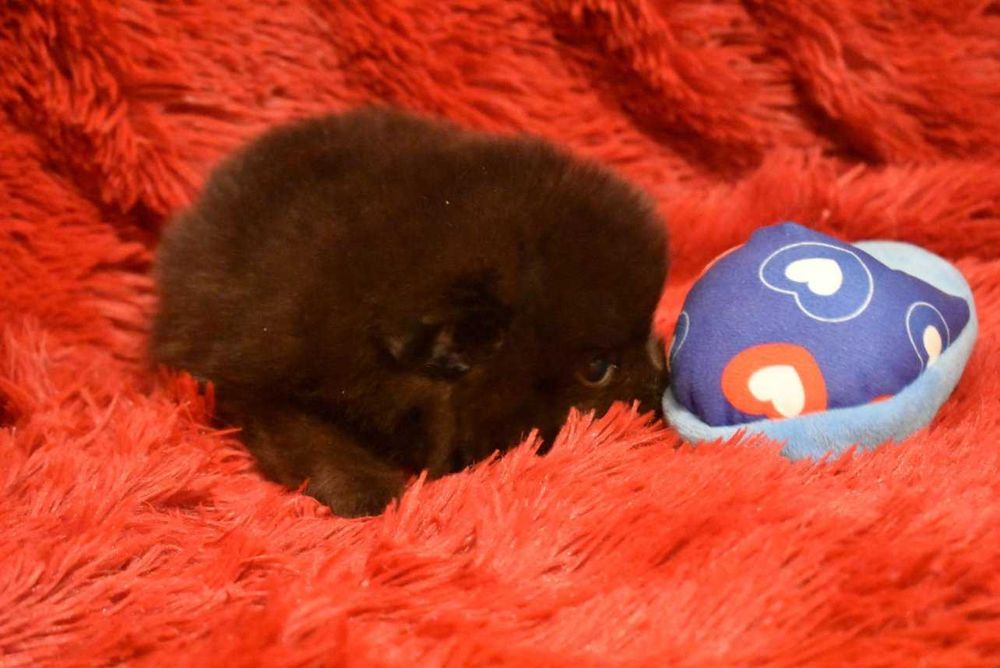 Шпиц - супер мини малыш