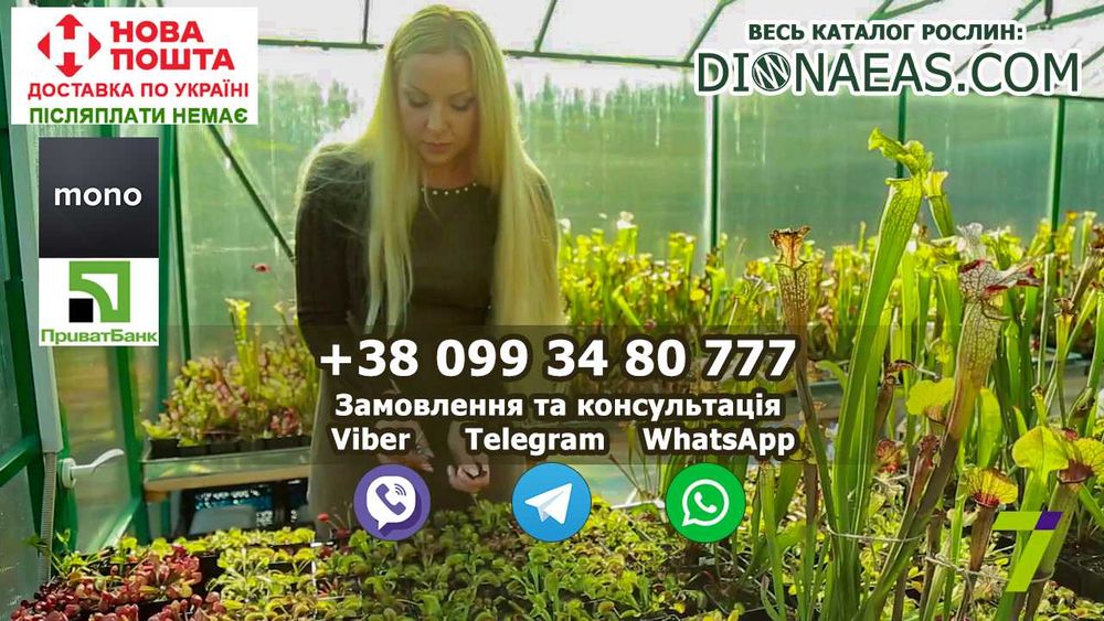 Подарунок Хижа квітка рослина Венерина Мухоловка Купити в Одесі - M