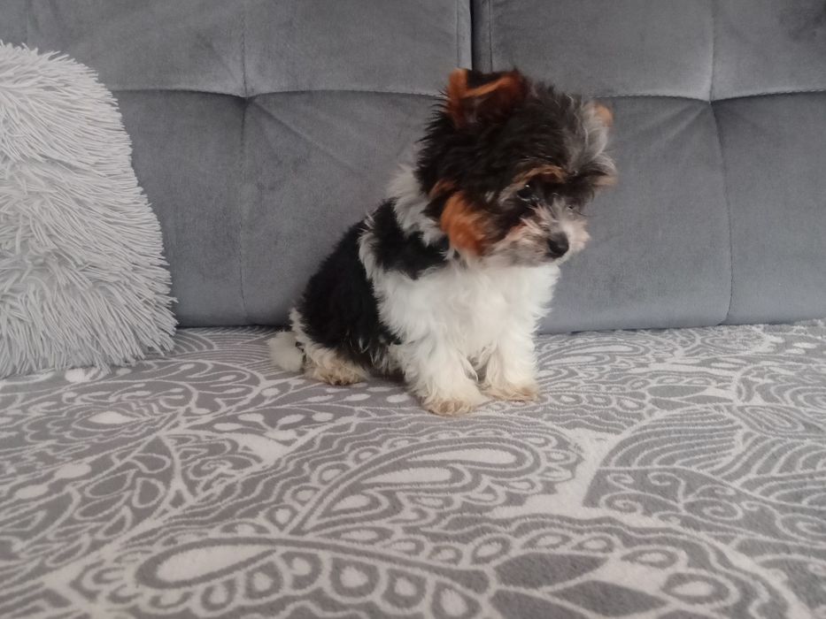 Yorkshire terrier biewer