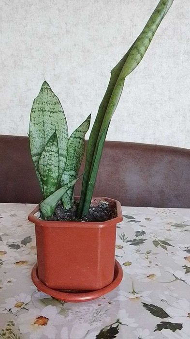 Продам сансевієрії