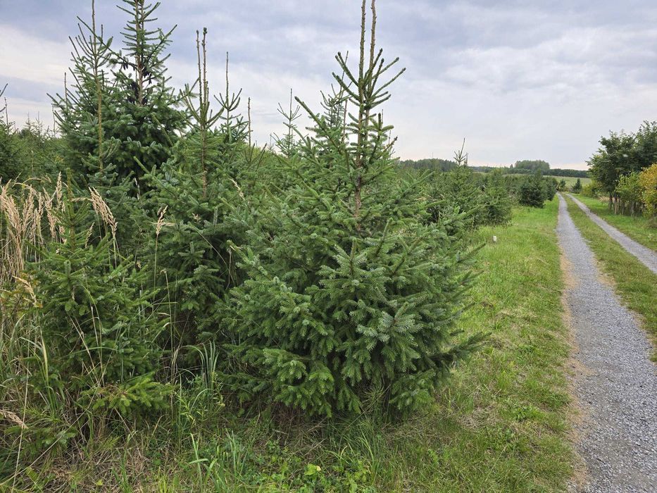 Świerk serbski, Picea OMORICA wys.200-230cm Usługa sadzenia