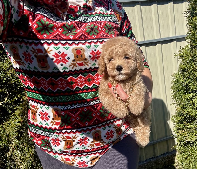 Гарненький мальтіпу F-2