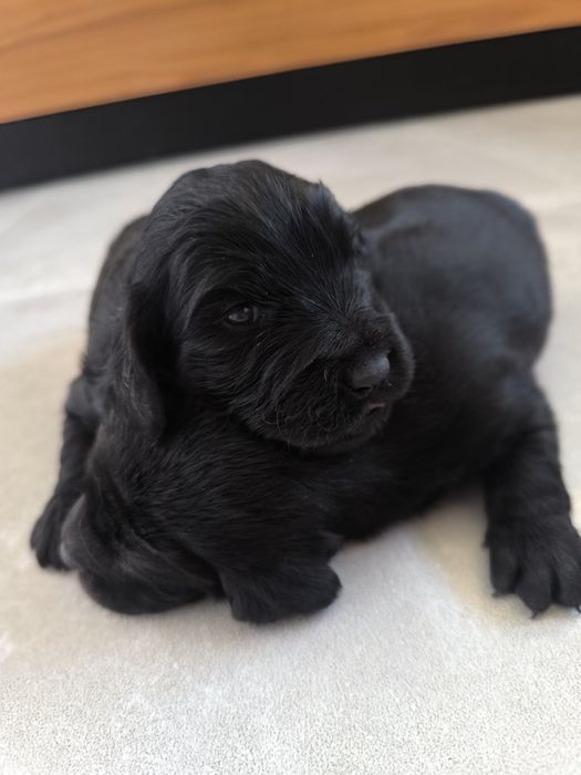 Pieski po spanielu