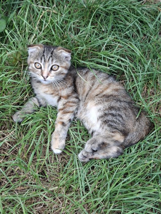 Кошеня дівчинка (вісловушка), 2 міс, безкоштовно