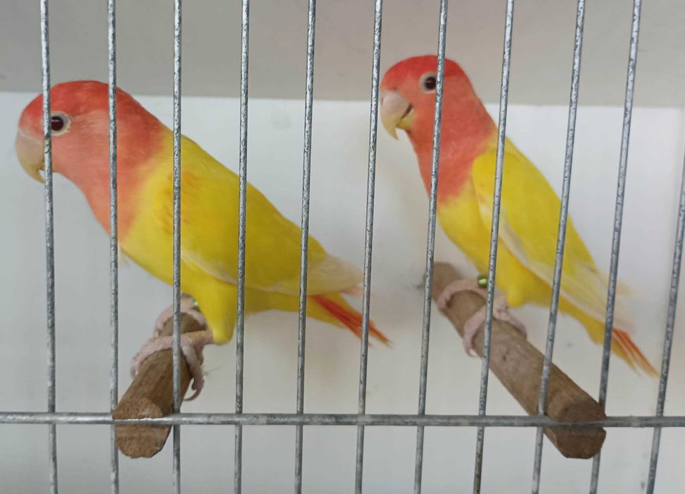 Agapornis roseicollies opalinos lutinos