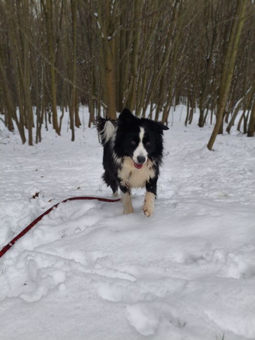 Niezwykły Border Collie - mądry, radosny i piękny puchaty Collie