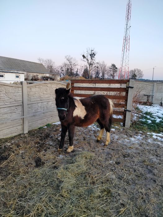 Kucyk ogier do nauki