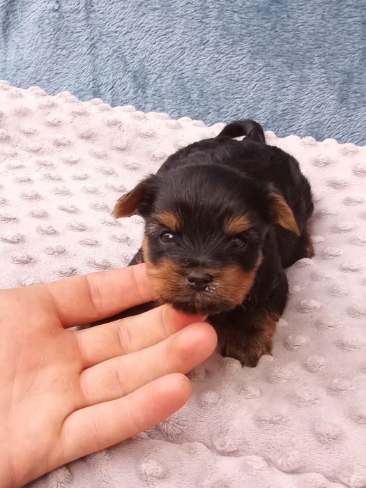 Yorkshire terrier piesek
