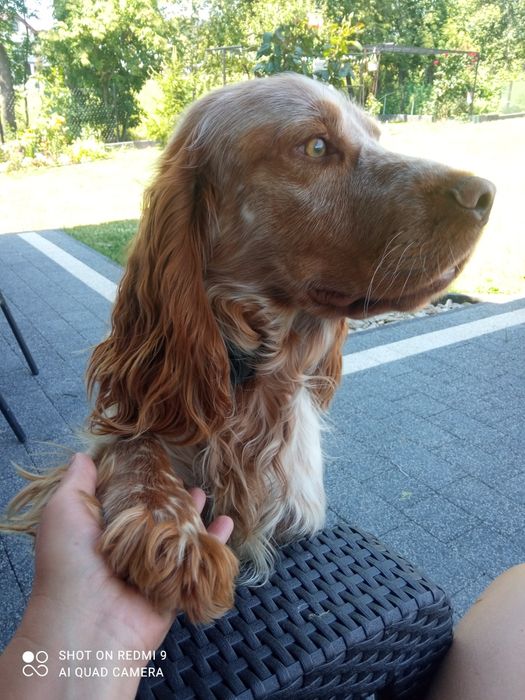 Czarna Suczka Cockier Spaniel Angielski