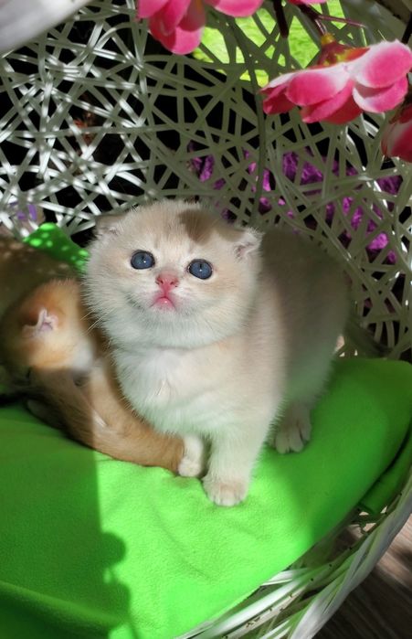 Ручные котята. Котики золотая шиншилла.