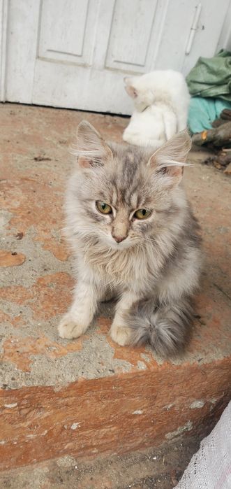 Терміново шукають родину молоді дівчата,.