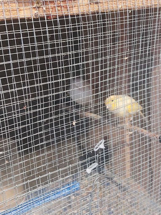 9 canarios (desistencia)