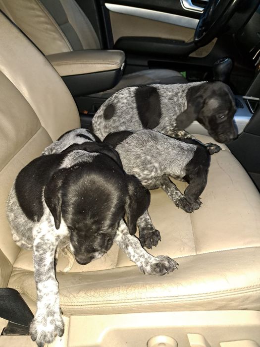 Wyżeł niemiecki krótkowłosy