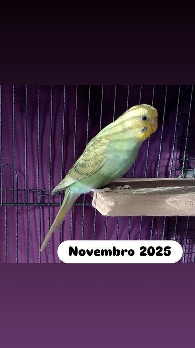 Periquitos Fêmeas