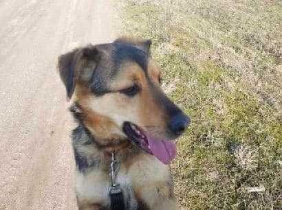 Bas-Baryton - pies nadzwyczajny w schronisku bez wolontariatu