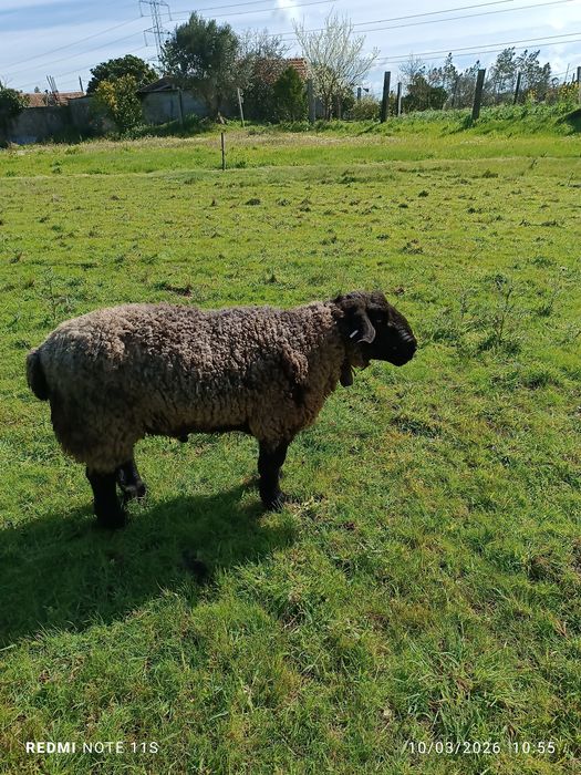 Borrego sufulk para criação