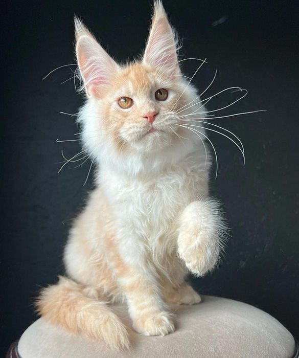 Супер кошенятка Мейн кун