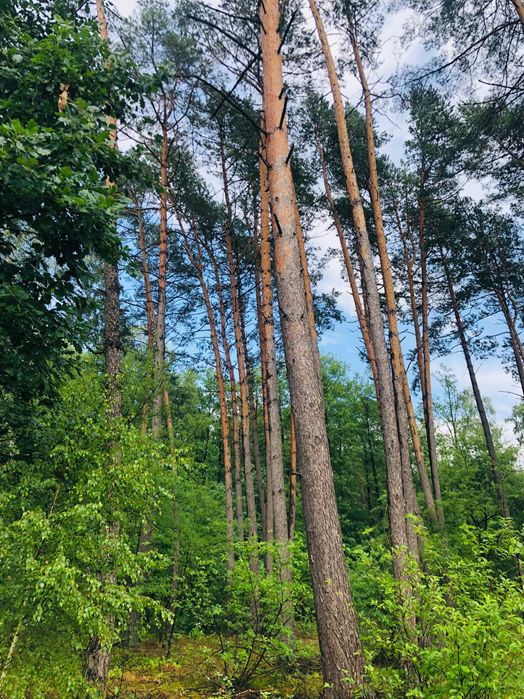 Sprzedam las ok 4 ha kujawsko-pomorskie