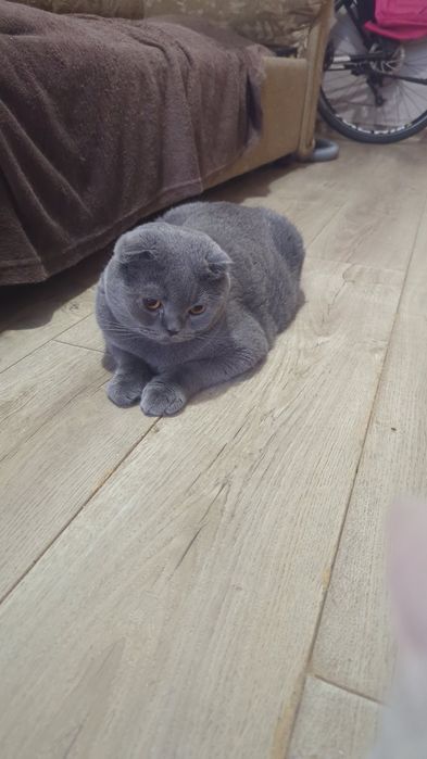 британський красунчик