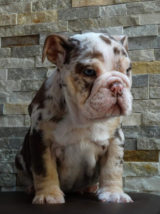 Suczka buldog angielski czekoladowa TRI merle