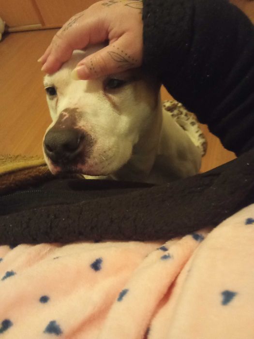 Dá-se cadela arraçada de pitbull