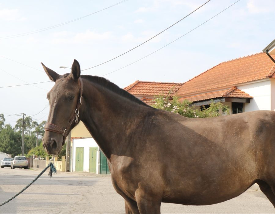 Poldra lusitana preta 2 anos