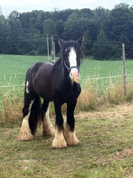 Ogierek Gypsy Cob - Tinker