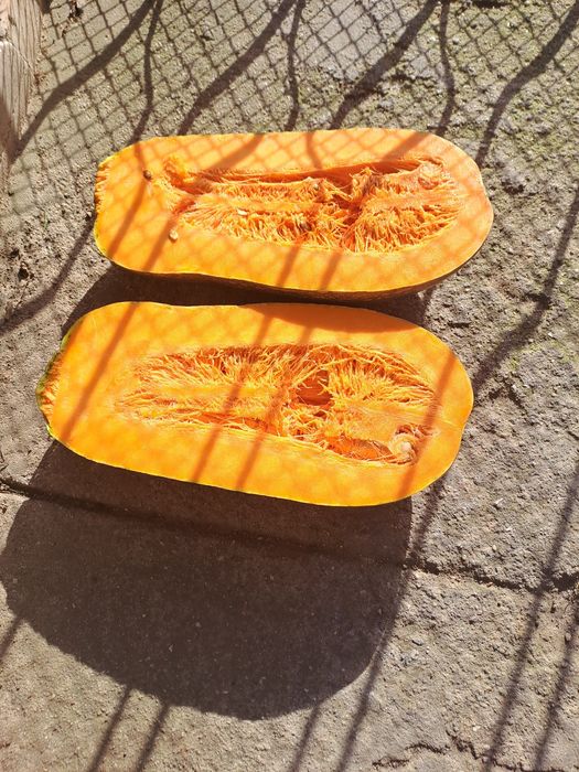 Vendo abobora abolina