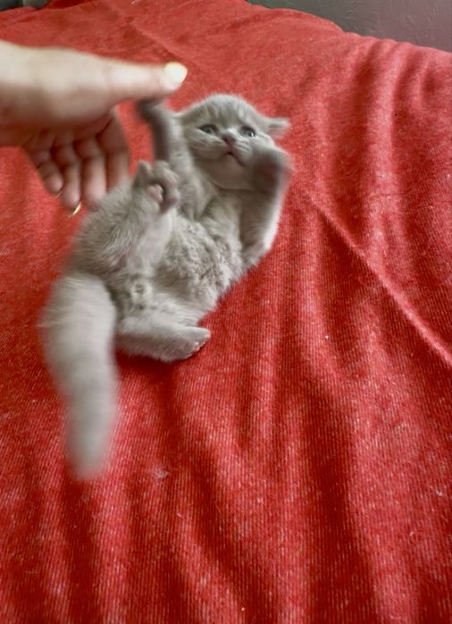 Gatinho Scottich Straight lilac