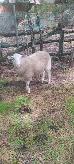 Cruzado de INRA 401 + fêmea INRA