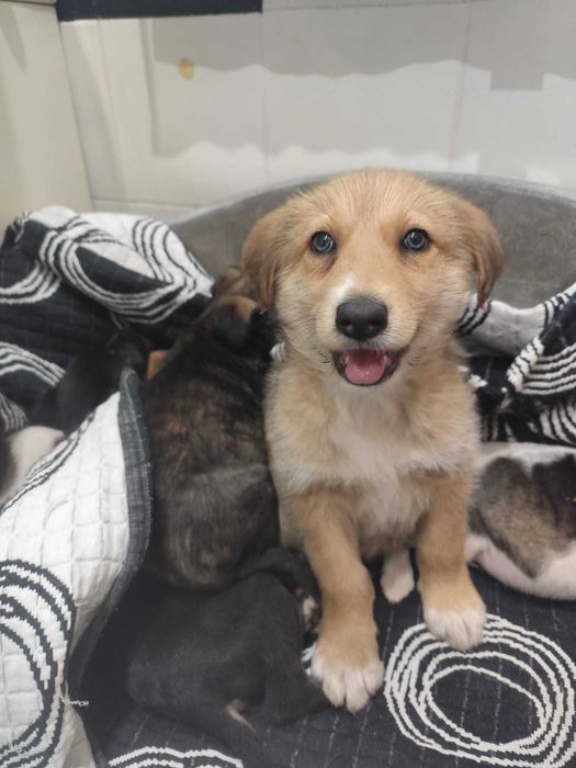 Caozinho porte grande com  3 meses