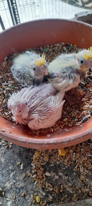Arlequins de face laranja para criar à mão
