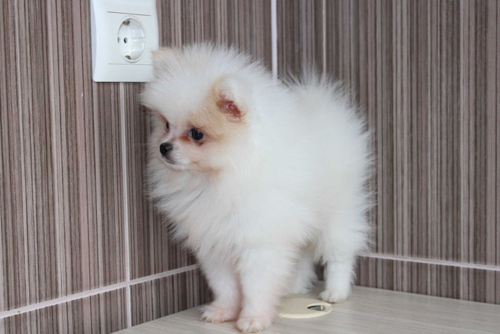 Продам щеночков померанского Шпица