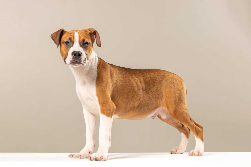 Стаффорд\Амстафф\Стафф