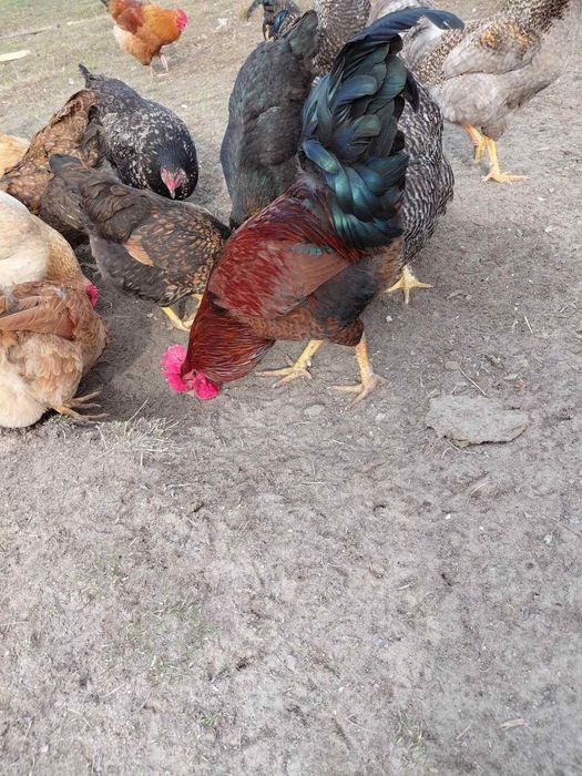 Продам молодих півників