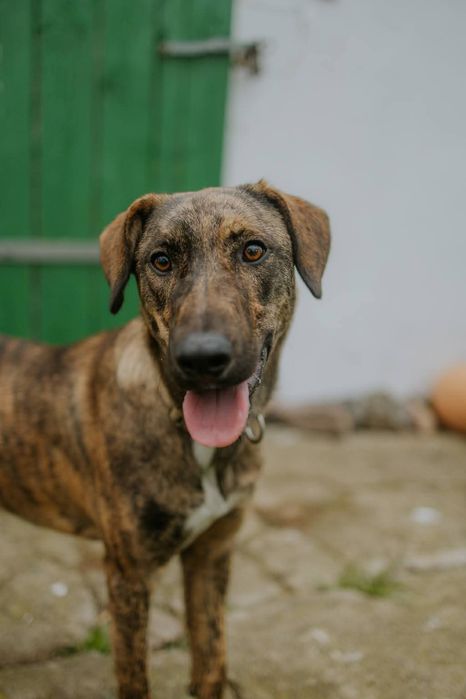 Harper pies do adopcji