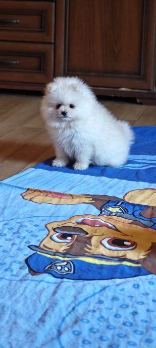 Szpic Miniaturowy - suczka