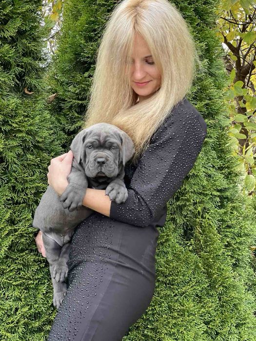 Елітні щеночки Cane corso Italiano-сірого окрасу