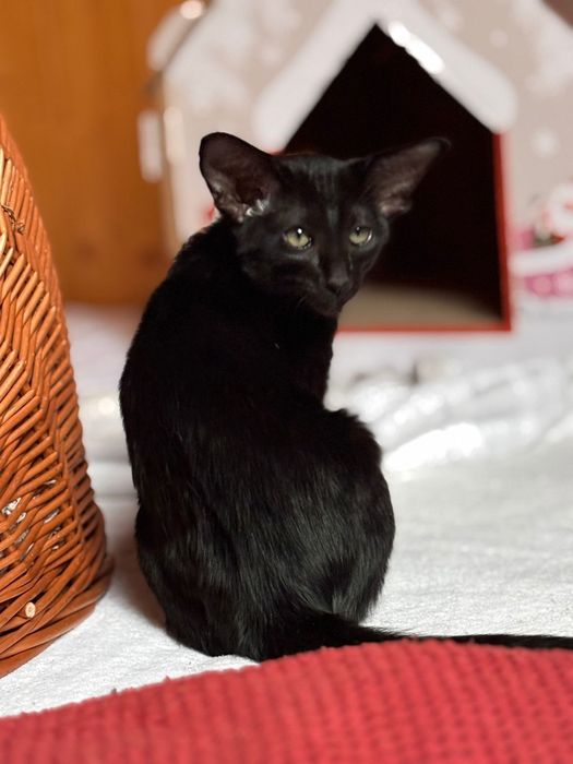 Kotka orientalna z rodowodem Felis Polonia