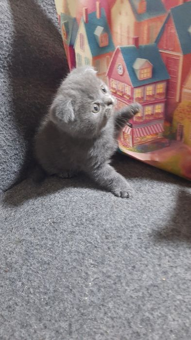 Продаються кошенята