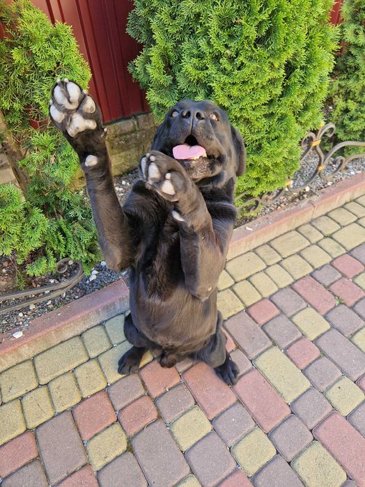 Лабрадор для в'язки, вʼязка лабрадорів, чорний кобель розвʼязаний