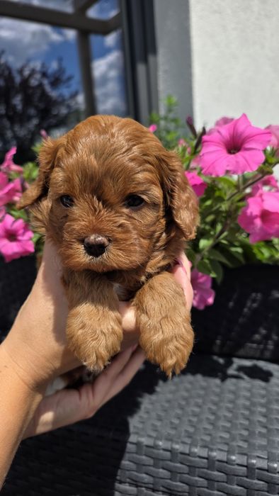 Cavapoo suczka Hodowla Issa OSPiKR - badania rodziców