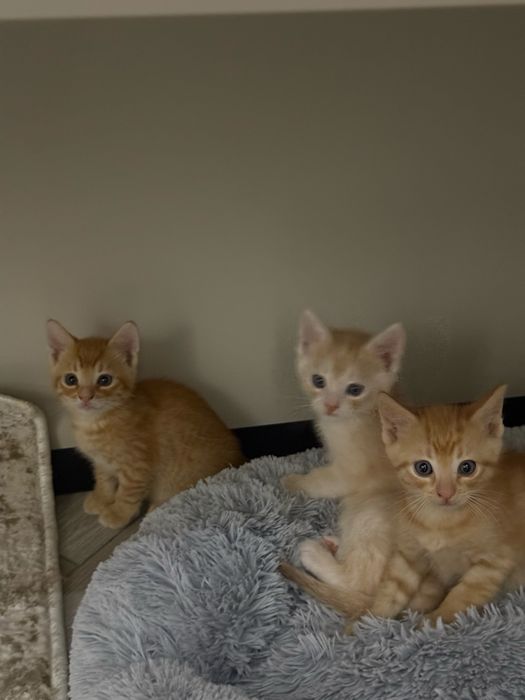 Кошенята безкоштовно