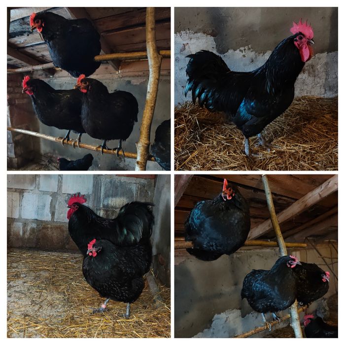 Jaja lęgowe Australorp  Czubatka Włoszka