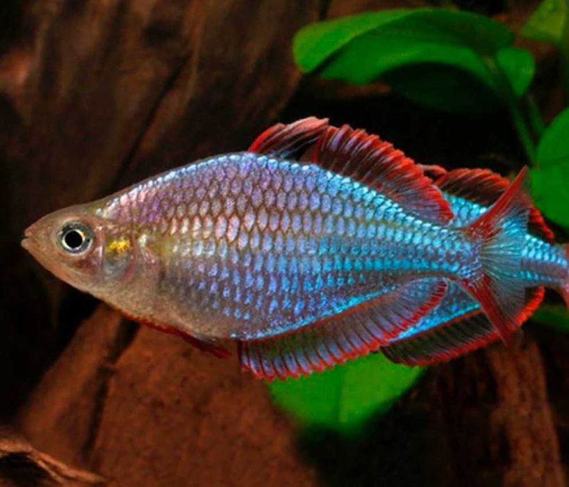 Tęczanka neonowa - Melanotaenia praecox - dowóz, wysyłka