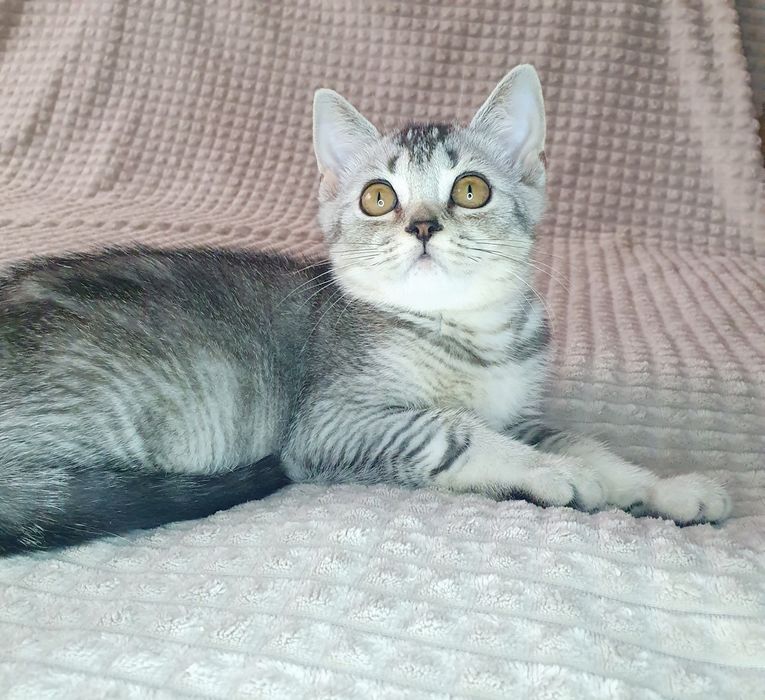 Тікірований котик вакцинований