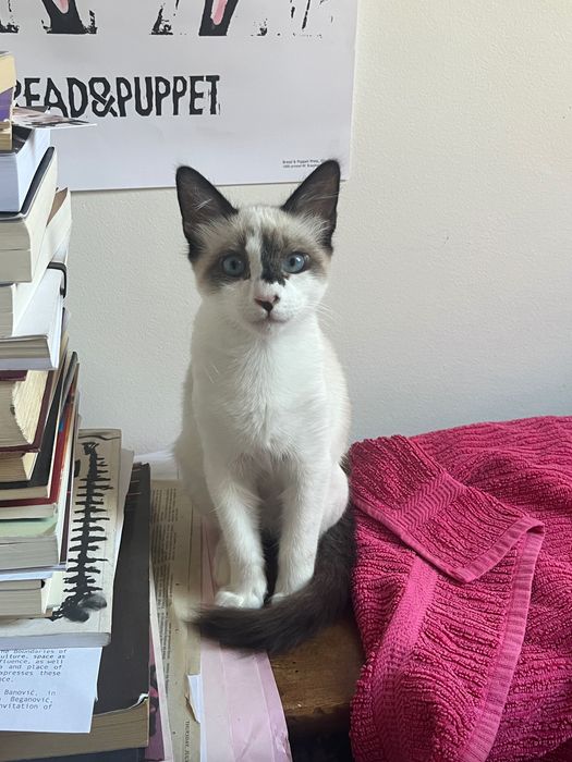 Gato para adoção - 4 meses, Elvis