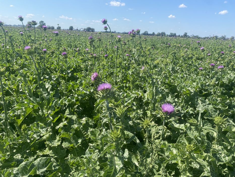 Nasiona ostropest plamisty rośliny miododajne wysyłka